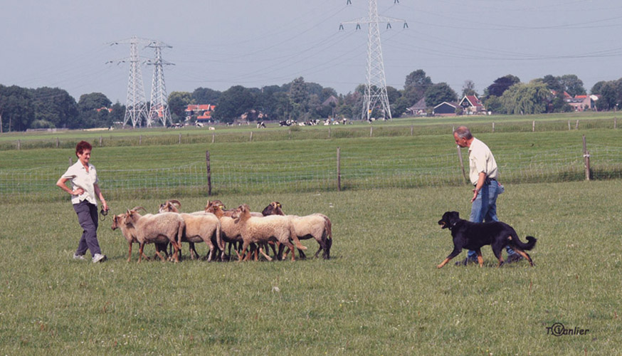 Clinic schapendrijven, juni 2008